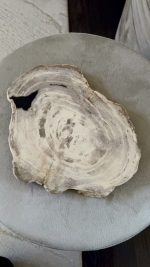 Versteend hout schijf/dienblad met mooie ruwe rand s - Afbeelding 5