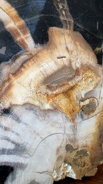 Versteend hout - Afbeelding 4