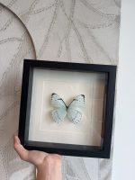 Lijst met natuur Vlinder