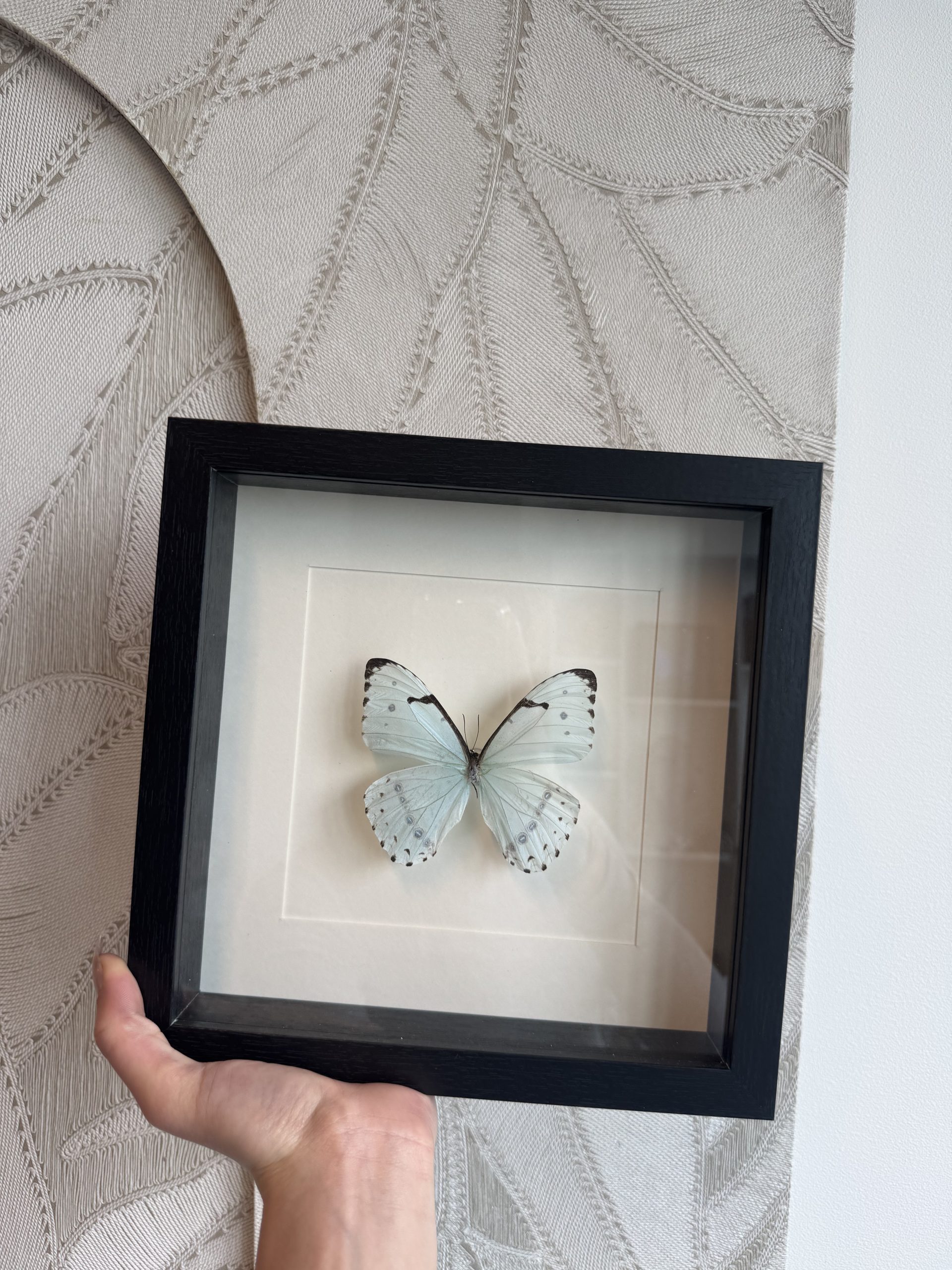 IMG_1792 Lijst met natuur Vlinder - Afbeelding 1