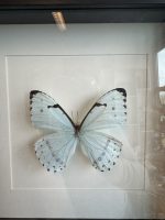 Lijst met natuur Vlinder - Afbeelding 2