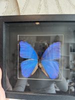 Lijst met natuur Vlinder - Afbeelding 2