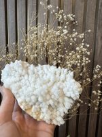 Fossiel Chalcedoon - Afbeelding 3