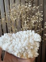 Fossiel Chalcedoon - Afbeelding 5