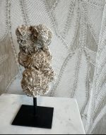 Woestijn roos - Afbeelding 6