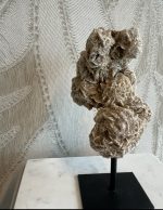 Woestijn roos - Afbeelding 3