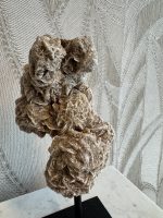 Woestijn roos - Afbeelding 5