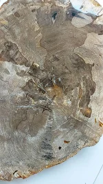 Versteend hout - Afbeelding 5