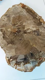 Versteend hout - Afbeelding 3