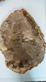 Versteend hout - Afbeelding 2