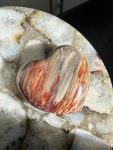 Versteend hout hart bruin/rood